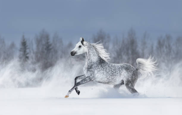 cheval arabe gris au galop au cours de la tempête de neige. - prairie farm winter snow photos et images de collection