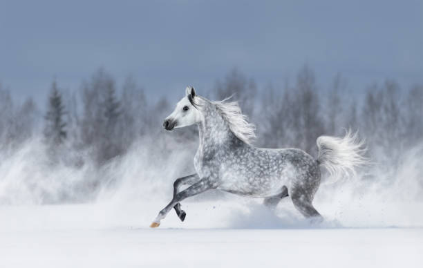 cavallo arabo grigio al galoppo durante la tempesta di neve. - horse winter dapple gray gray foto e immagini stock