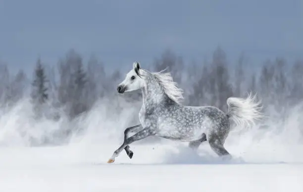 Purebred grey arabian horse galloping during blizzard across winter snowy field. Side view.