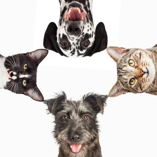 istock Dogs and Cats Peeking Into White Square 1059328976