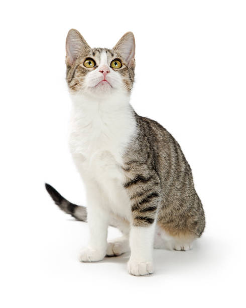 istock Shorthair Tabby and White Cat Sitting Looking Up 1059329024