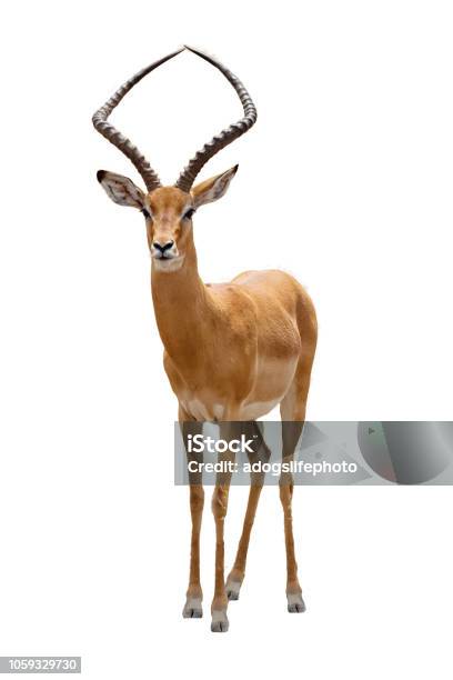 Impala Facing Forward Extracted Stock Photo - Download Image Now - Impala, Antelope, Cut Out