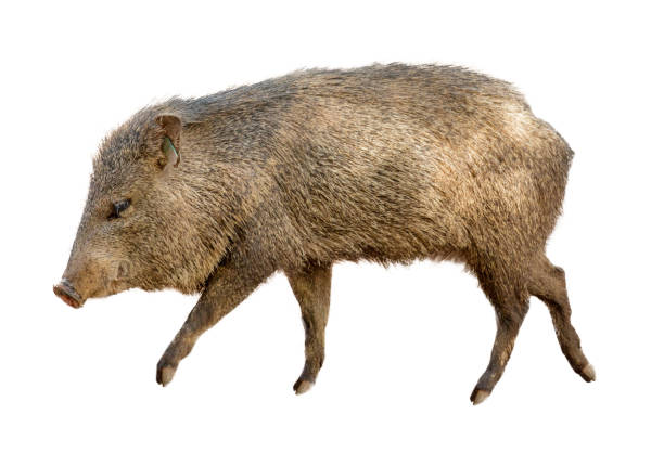 istock Wild Javelina Pig Isolated on White 1059329774
