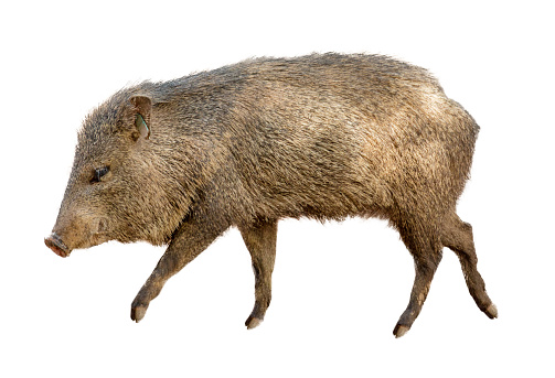Collared Peccary, also known as a wild javelina pig walking to side over white background