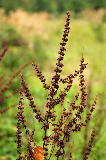 istock brown wilted sorrel flower 1059331482