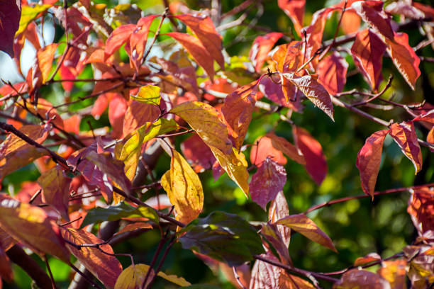 istock Leaves in autumn background 1059331510