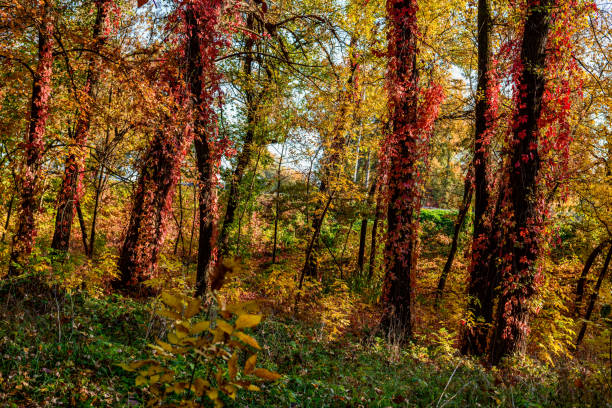 autumn beach in Kiev on Hydropark