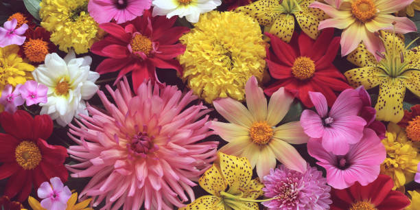 istock Flowers, top view. Floral background for greeting or postcard. 1059332036