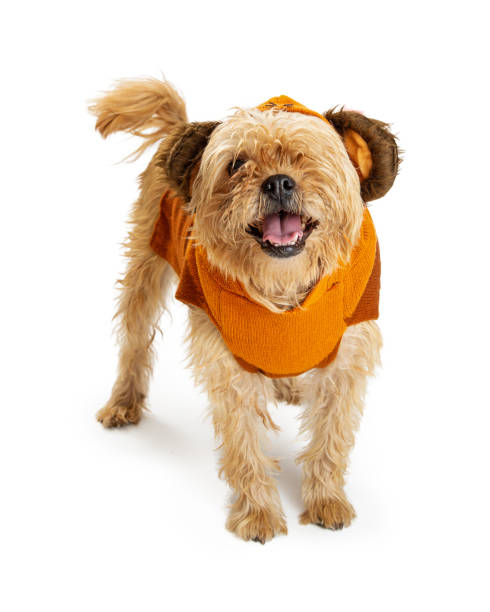 istock Dog Wearing Bear Halloween Costume 1059332076