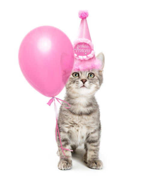 Cute Kitten Wearing Pretty Pink Birthday Hat