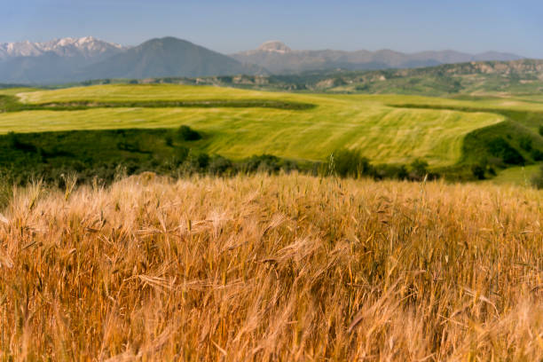 istock Cultivated grains and landscape. 1059332730
