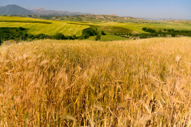 istock Cultivated grains and landscape. 1059332748