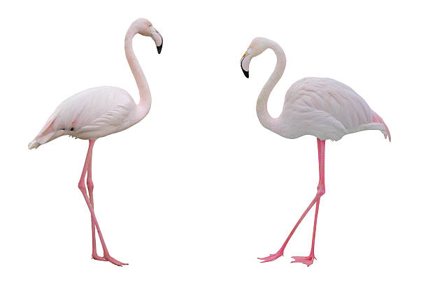 Flamingo stock photo