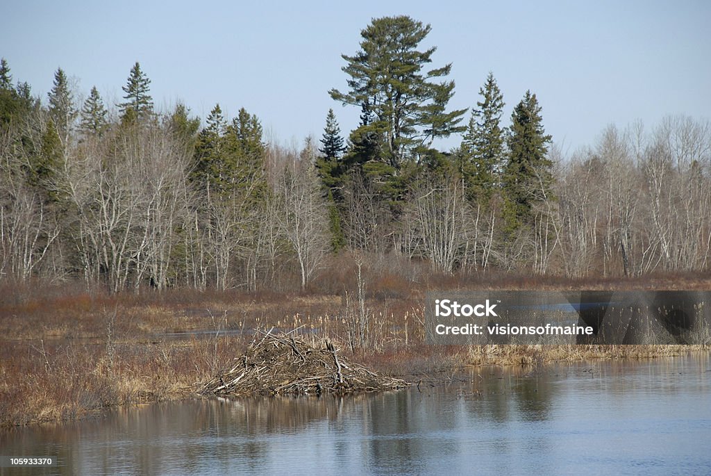 Beaver lodge dans un étang dans le Maine - Photo de Hutte de castor libre de droits