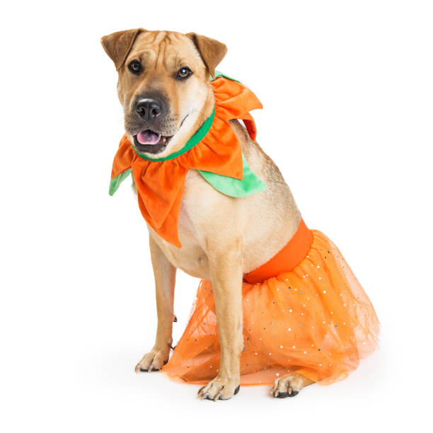 Large mixed breed dog wearing pumpkin Halloween costume. Sitting on white background.