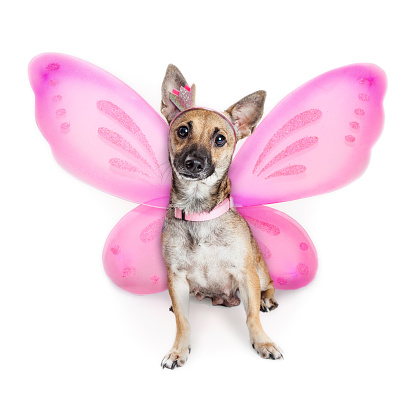 Cute small mixed breed dog wearing pink fairy costume with wings and crown headband