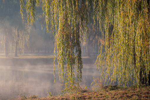 Weeping willow branches hang down over the water on the bank of the river in the autumn city park on the background of light morning fog