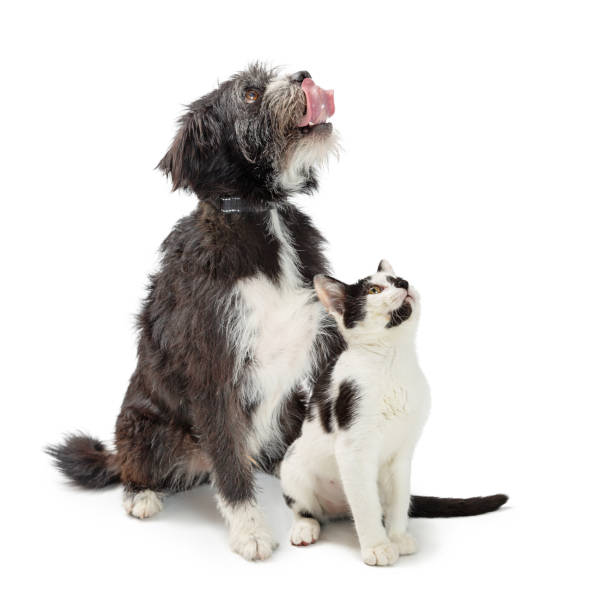 istock Hungry Big Terrier Dog Looking Up and Side 1059334914