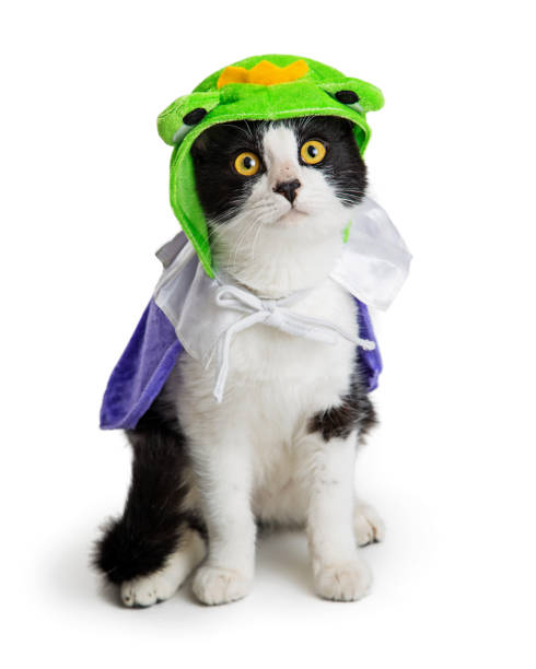 istock Kitten Wearing Halloween Frog Prince Costume 1059334932