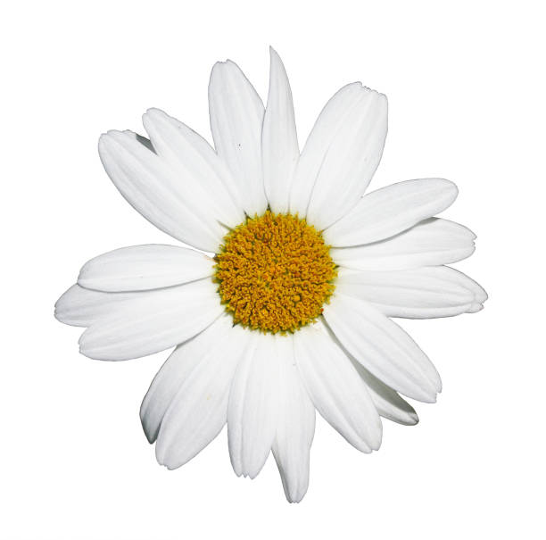 istock Flower of shasta daisy 1059334984