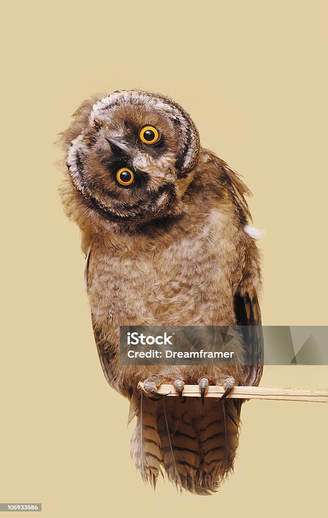 Забавный совы - Стоковые фото Сова роялти-фри