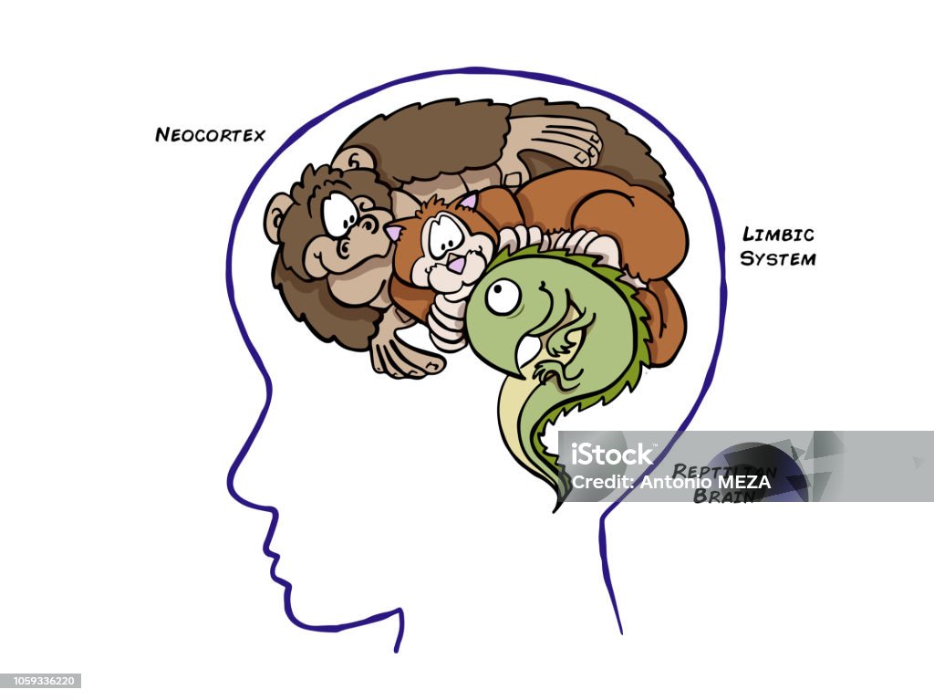Triune Brain Based on the theory of the triune brain. In evolutionary terms, we share our "reptilian brain" with lezards and snakes; our lymbic system with most mammals, and our cortex with primates. Brain stock vector
