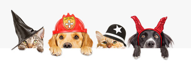Pets in Halloween Costumes Hanging Over Blank Sign Row of cats and dogs wearing Halloween costumes hanging over a blank white banner sign dog in halloween hat of witch stock pictures, royalty-free photos & images