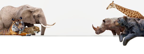 istock Zoo Animals Hanging Over Web Banner 1059336610