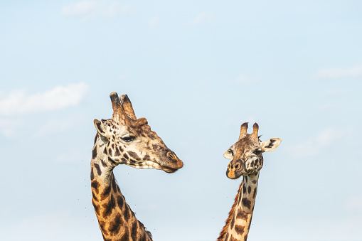 Two giraffe look at each other on Maasai Mara plains in Kenya.