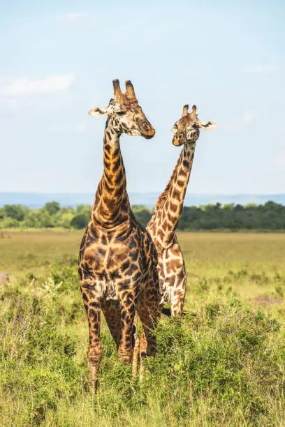 Two giraffe graze in the grass on the Maasai Mara plains.