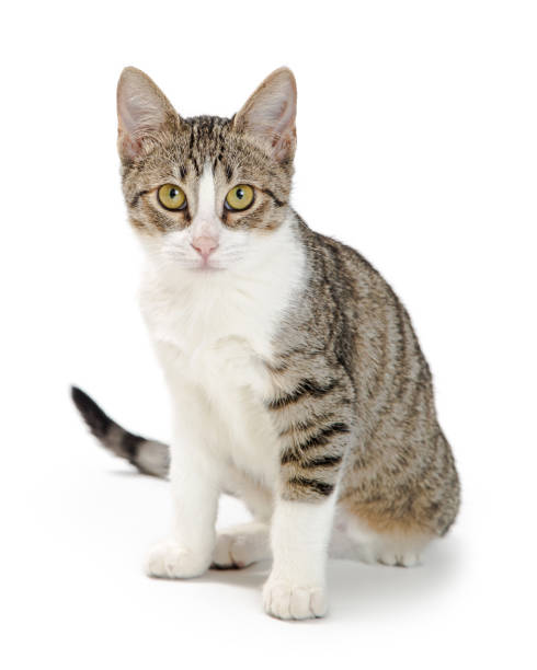 istock Shorthair Tabby and White Cat Sitting Looking Forward 1059337068
