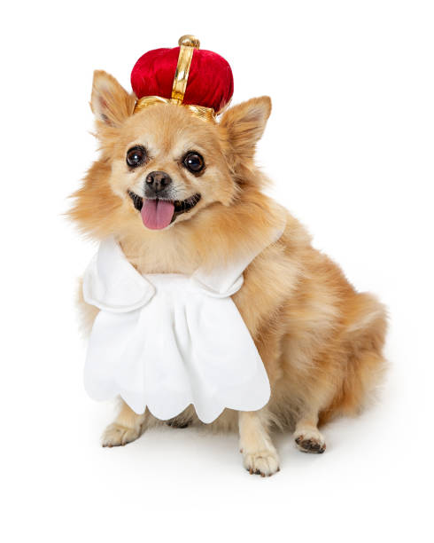 istock Pomeranian Dog Wearing King Costume 1059337082