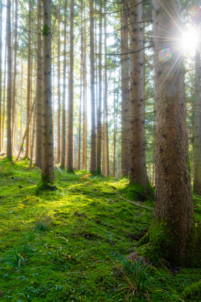 istock Misty coniferous forest with green undergrowth and sun shining through trees 1059337118