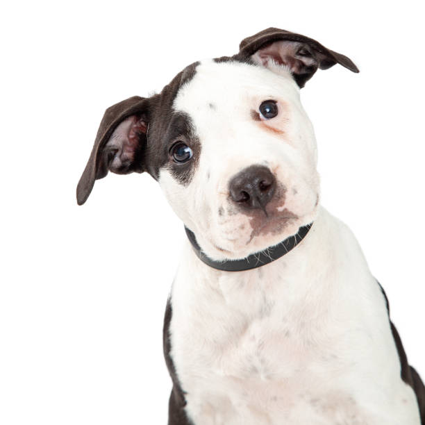 istock Portrait Cute Pit Bull Terrier Puppy 1059337168