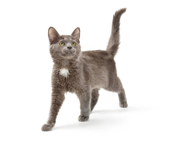 istock Excited Kitten Walking Over White Looking Up 1059337186