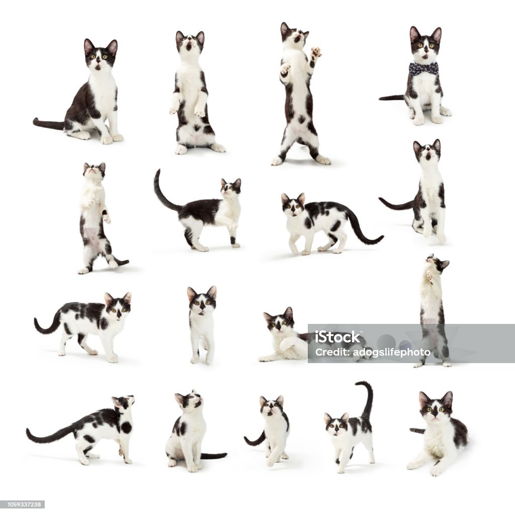 Koleksi Foto Anak Kucing Hitam Putih Foto Stok - Unduh Gambar Sekarang