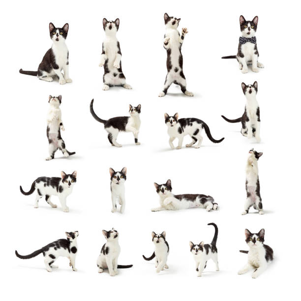 Large collection of seventeenphotos of playful cute black and white kittens