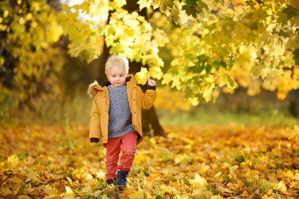 istock Little boy during stroll in the forest at sunny autumn day 1059338482