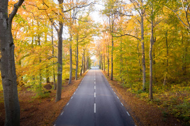 istock Flying in treetops, over road, just at sunset, fall 1059339258
