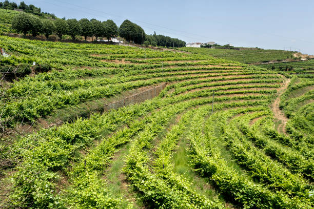 istock Spectacular Vineyards in Summer 1059339414