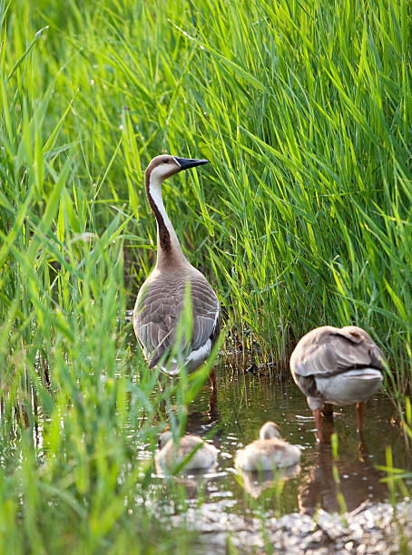 família de ganso - walking bird teamwork water bird imagens e fotografias de stock