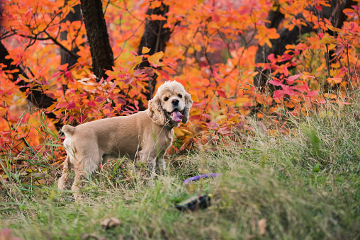 Cute pet dog play in autumn forest