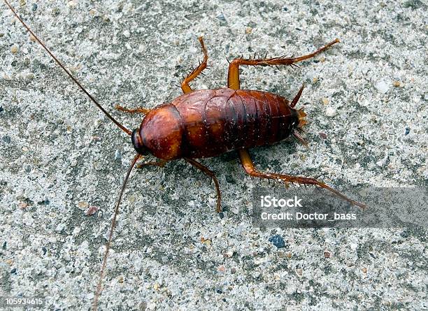 A Single Brown Cockroach On A Stone Surface Stock Photo - Download Image Now - Brown, City, Cockroach