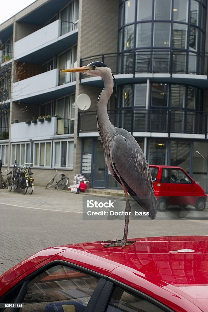 Grey heron in city life Grey herons in amsterdam really take over the world...nice example of nature integrating into the city Bird Stock Photo