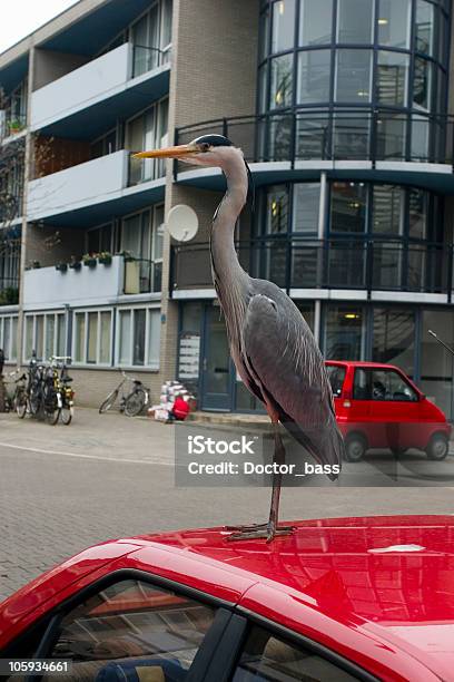 Grey Heron In City Life Stock Photo - Download Image Now - Bird, Car, City