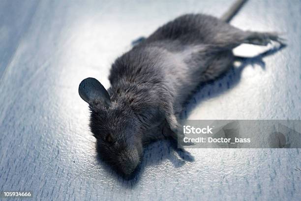Dead Mouse Stock Photo - Download Image Now - Accidents and Disasters, Animal, Bacterium