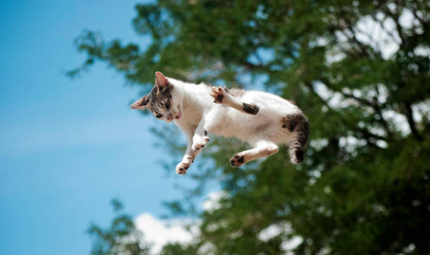 The Flying Cat cat in the air acrobatic activity photos stock pictures, royalty-free photos & images