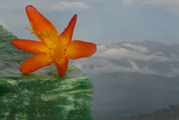 The Chirripo mountain, the talles in Costa Rica, gives this flower a feeling of daringness and audacity.