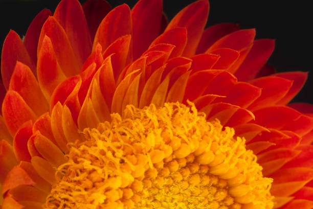 This beautiful strawflower attracted me because its petals look as flames of love.