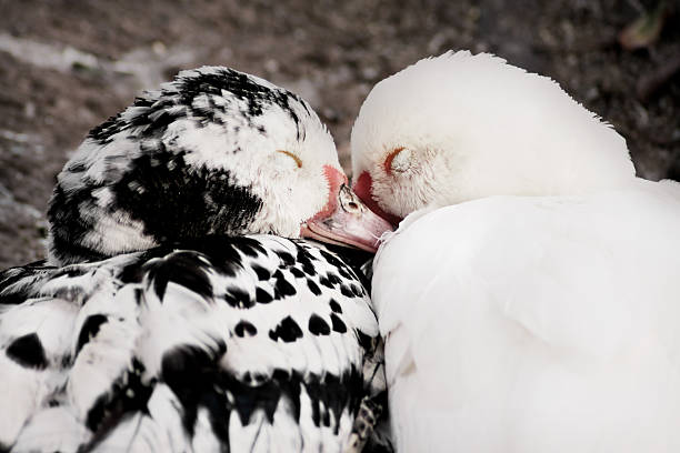 Ducks In Love Stock Photos, Pictures & Royalty-Free Images - iStock